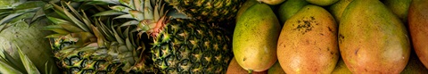 12904_GM-20_DSC-2176_Kellan_Pano_MangoPineapple_1920x333.jpg