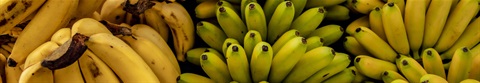 12910_GM-20_DSC-2193_Kellan_Pano_Bananas_1920x333.jpg